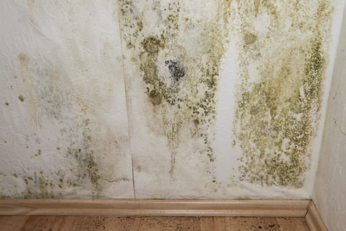 Mold caused by a broken sewer line. 