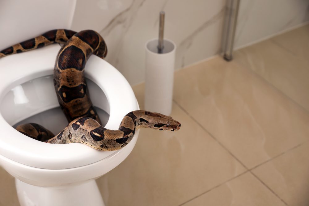 A snake in our toilets